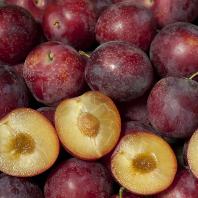 5 Sweet Pluerry Scion Cuttings – Unrooted 3–5" Hybrid Fruit Grafting Wood for Plum Cherry Trees
