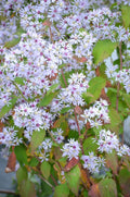 Symphyotrichum cordifolium Seeds (500) Heartleaf Aster Native Wildflower, Purple Flowers, Pollinator Plant