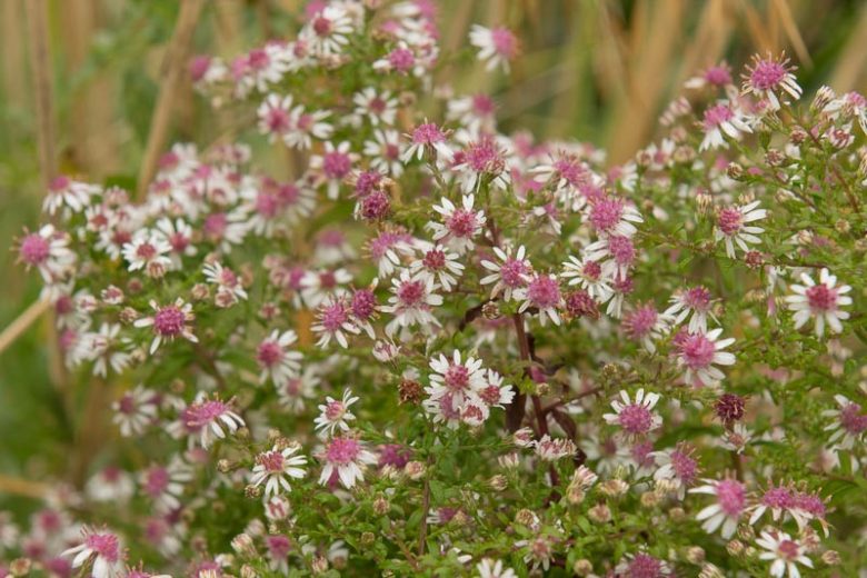 Symphyotrichum Lateriflorum Seeds – Calico Aster Native Perennial Wildflower with White & Purple Blooms, Pollinator Attractant, 100 Seeds