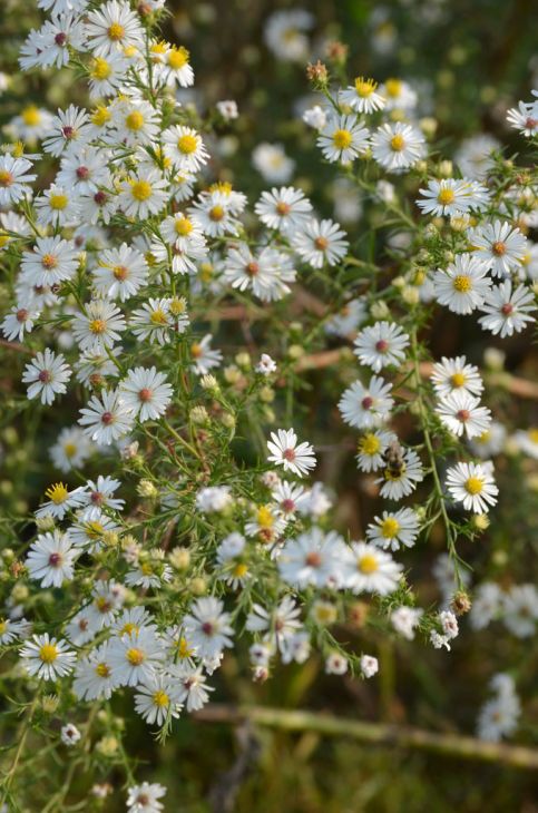 Symphyotrichum Pilosus Seeds 100 | Native Wildflower with Purple Daisy Blooms | Pollinator Plant for Bees & Butterflies