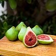 Dalmatie Fig Cutting - Unrooted 8+ Inches, 3+ Nodes | Ficus carica 'Dalmatie' Sweet Green Fig Tree
