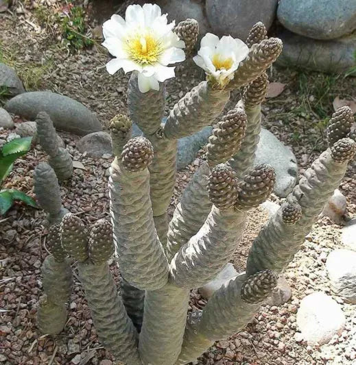 Pine Cone Cactus Cutting – Live Unrooted Tephrocactus Articulatus Succulent Segment
