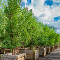 Pithecellobium flexicaule Seeds – Texas Ebony Drought-Tolerant Ornamental Shade Tree, Rare Collectible, 10 Seeds