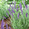 Live Vera Lavender Plant – Lavandula angustifolia in 1 Pint Pot, Fragrant Perennial Herb