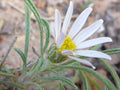 Townsendia fendleri Seeds – Fendler’s Easter Daisy, Rare Alpine Wildflower, Low-Growing Perennial, Pollinator-Friendly, Rock Garden Plant (100 Seeds)