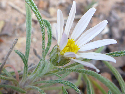 Townsendia fendleri Seeds – Fendler’s Easter Daisy, Rare Alpine Wildflower, Low-Growing Perennial, Pollinator-Friendly, Rock Garden Plant (100 Seeds)