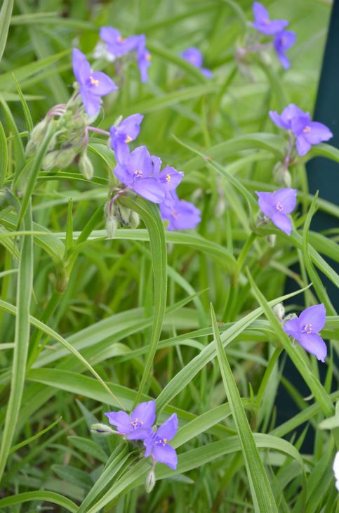Tradescantia bracteata Seeds 150, Longbract Spiderwort Native Perennial Wildflower, Blue Purple Blooms, Pollinator Plant