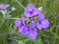 100 Seeds Tradescantia occidentalis Western Spiderwort Native Perennial Wildflower for Prairie Gardens & Pollinators