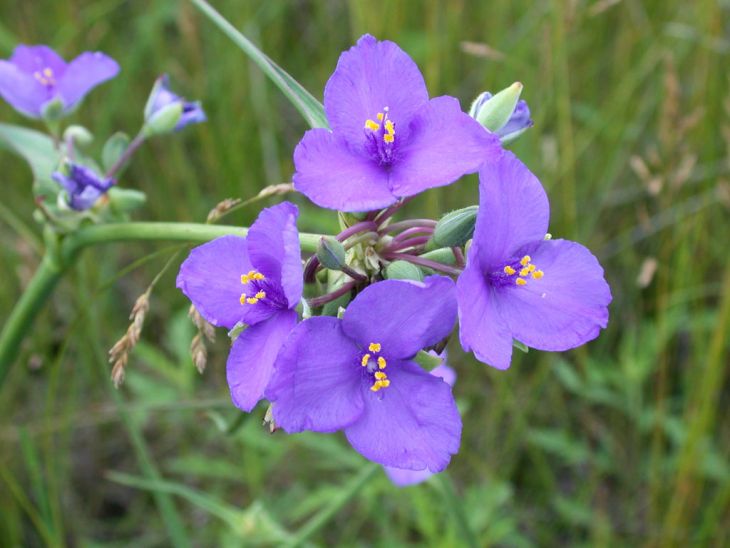 100 Seeds Tradescantia occidentalis Western Spiderwort Native Perennial Wildflower for Prairie Gardens & Pollinators