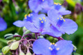 Virginia Spiderwort Unrooted Stem Cuttings - Native Perennial with Blue Purple Flowers, Tradescantia virginiana