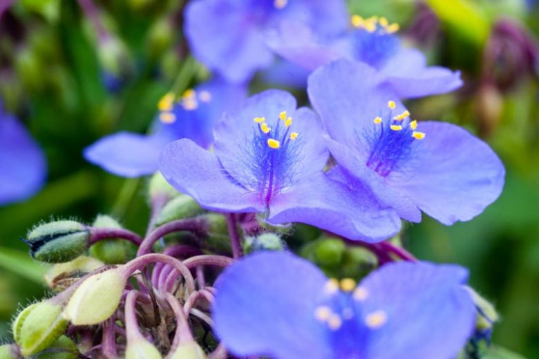 Virginia Spiderwort Unrooted Stem Cuttings - Native Perennial with Blue Purple Flowers, Tradescantia virginiana