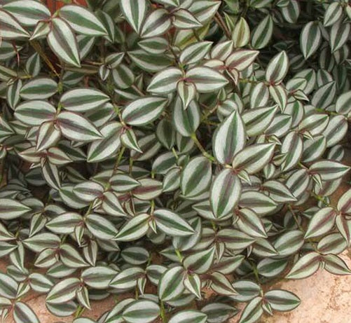 Tradescantia zebrina Cuttings 6" | Wandering Jew Plant | Purple Green Striped Foliage | Unrooted Indoor Houseplant Propagation