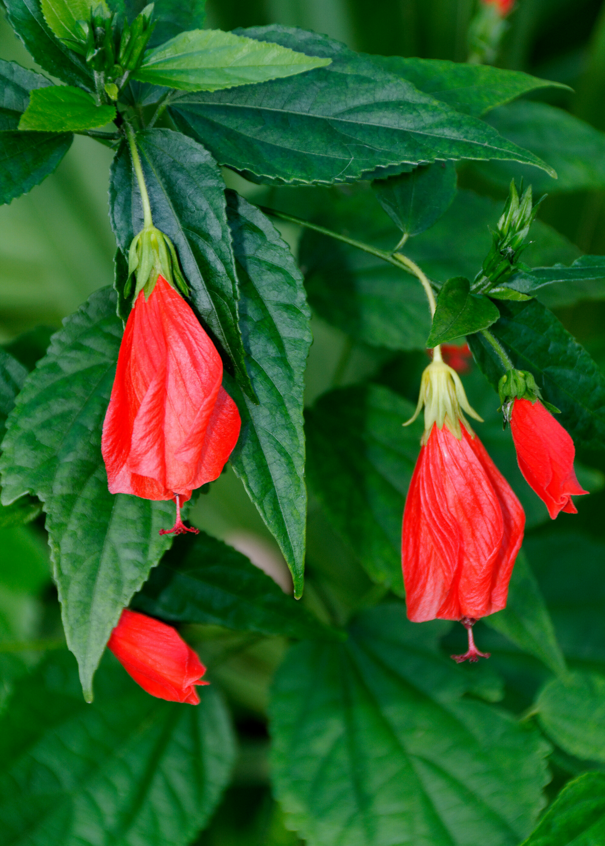 Turk's Cap (Malvaviscus arboreus)