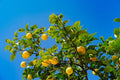 Lemon Tree Seedling 2-3 Inch Bare Root Citrus limon Live Plant Fruit Tree Starter Indoor Outdoor Patio Garden