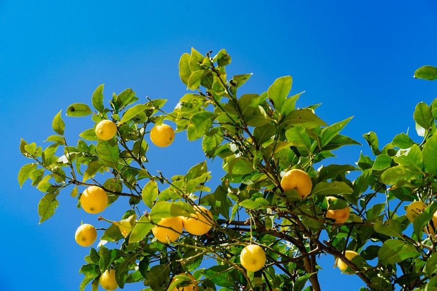 Lemon Tree Seedling 2-3 Inch Bare Root Citrus limon Live Plant Fruit Tree Starter Indoor Outdoor Patio Garden