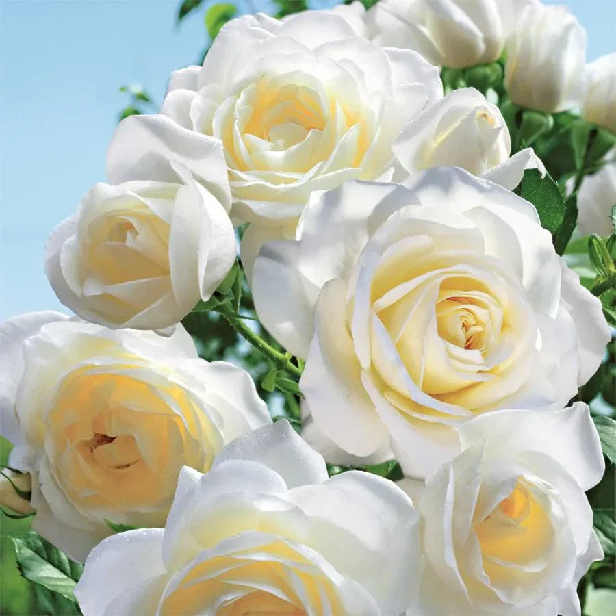 Moondance Rose Bush | Live Bare Root Floribunda White Rose | Fragrant, Repeat Bloomer, Hardy Garden Shrub