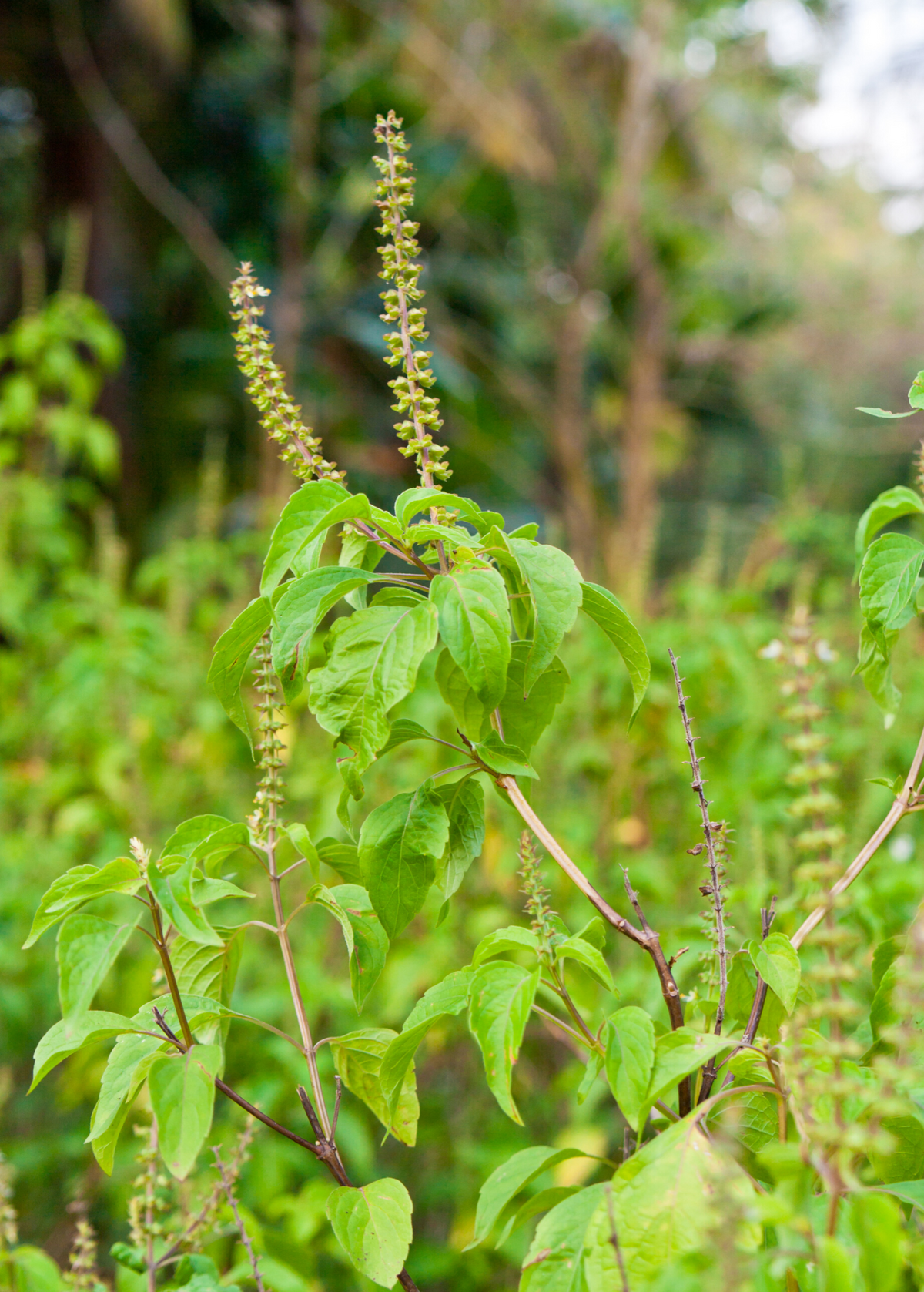 Tulsi 'Vana' (Ocimum gratissimum)