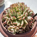 Echeveria Mebina Variegata Succulent Plant – Rare Variegated Live Bare Root 2-3" Indoor Outdoor Cactus