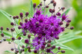 Vernonia angustifolia Seeds – Native Perennial Wildflower with Purple Blooms, Pollinator Plant, 100 Seeds