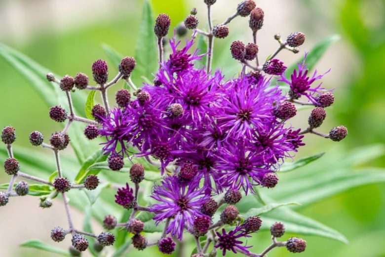Vernonia angustifolia Seeds – Native Perennial Wildflower with Purple Blooms, Pollinator Plant, 100 Seeds
