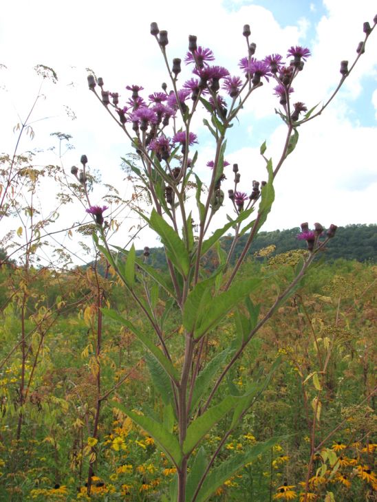 Vernonia Noveboracensis Seeds - New York Ironweed Native Perennial Wildflower