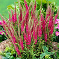 Live Red Fox Speedwell Plant in 1 Pint Pot - Veronica spicata Bright Pink Flower Spikes Perennial for Borders & Pollinators