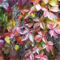 Virginia Creeper Cuttings 6–8 Inches | Parthenocissus quinquefolia Native Climber & Ground Cover