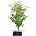 Dwarf Pomegranate Bonsai Tree - Punica granatum nana - Miniature Indoor Fruit Plant