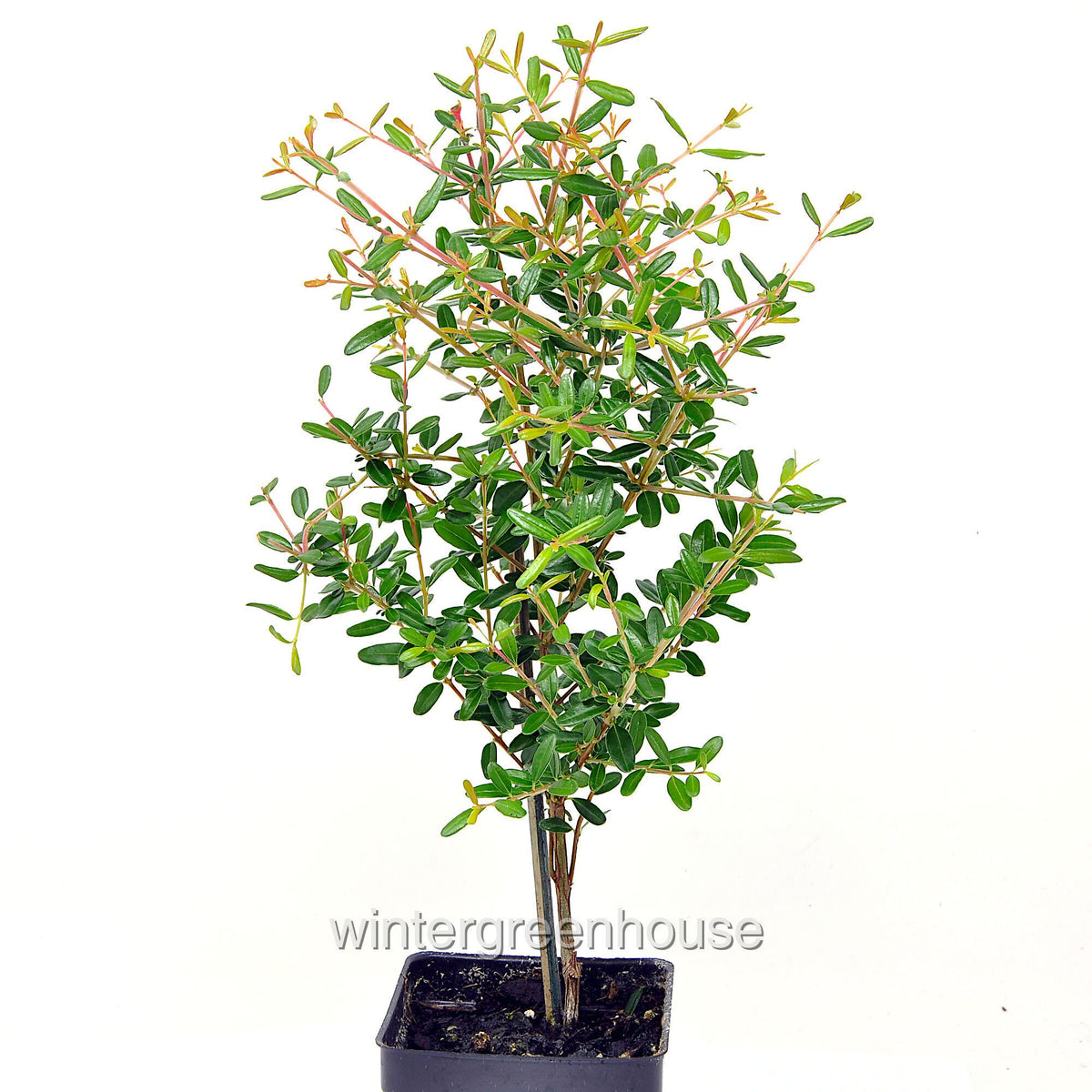 Dwarf Pomegranate Bonsai Tree - Punica granatum nana - Miniature Indoor Fruit Plant