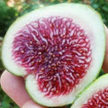 Rockaway Green Fig Cutting - Unrooted 8+ Inches, 3+ Nodes | Rare Ficus carica with Green Skin & Red Pulp