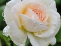 Super Rare White Eden Rose Cuttings – 3 Unrooted Clippings for Rooting or Grafting Rosa ‘White Eden’ Climbing Rose