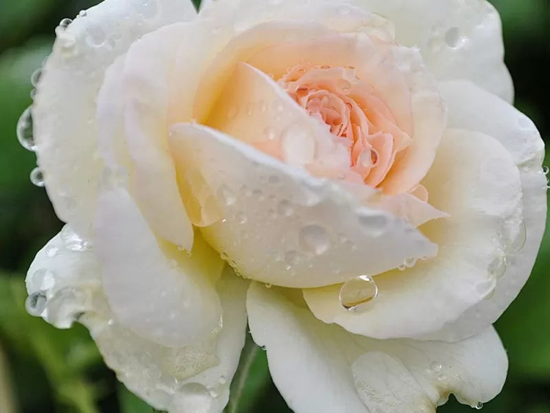 Super Rare White Eden Rose Cuttings – 3 Unrooted Clippings for Rooting or Grafting Rosa ‘White Eden’ Climbing Rose