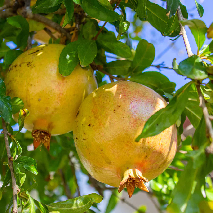 Super Rare Babylonian White Pomegranate Cuttings – 3 Fresh Scions for Rooting or Grafting – Pale-White Arils – Punica granatum