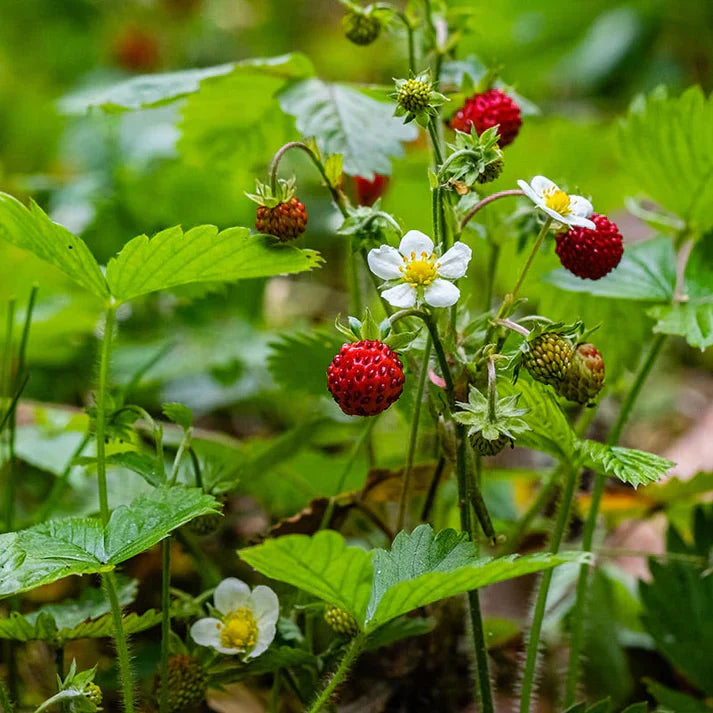 10 Wild Strawberry Plants Bare Root - Fragaria vesca Perennial Ground Cover with Edible Berries