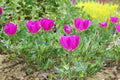 Callirhoe involucrata Seeds – Purple Poppy Mallow Native Perennial Groundcover | 15 Seeds
