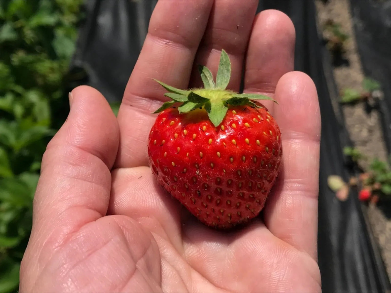 Allstar June-Bearing Strawberry Plants – 10 Bare Root Heirloom Fruit for Garden or Farm, Sweet, Juicy, Cold Hardy, Easy to Grow